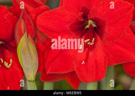 Hippeastrum Amaryllis "Red Lion" - rote Amaryllis Blütenkopf mit Bud Stockfoto