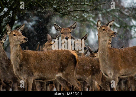 Hirsch und Reh im Schnee Stockfoto