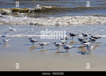 Lachend Möwen (atricilla Leucophaeus) und Royal terns (Thalasseus maximus) Gesicht in den Wind am Strand auf Amelia Island, Florida, USA. Stockfoto