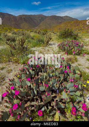 Beavertails, Glorietta Canyon, Anza-Borrego Desert State Park, Kalifornien Stockfoto