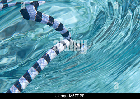 Schwache gebänderte Seeschlange oder belcher Sea snake (Hydrophis belcheri) schwimmen auf der Wasseroberfläche für frische Luft, Bali, Indonesien Stockfoto