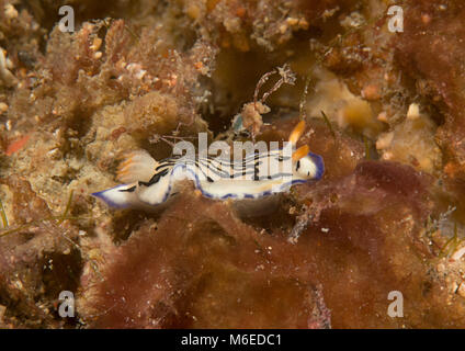 Doris maritima Nacktschnecke auf Korallen von Bali, Indonesien ruhen Stockfoto