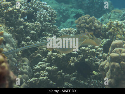 Blue-Spotted Stingray (Dasyatis kuhlii) Schwimmen über Korallenriff von Bali, Indonesien Stockfoto