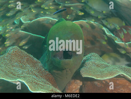 Riesige Muränen (Gymnothorax javanicus) öffnet den Mund für Reinigung, Bali, Indonesien Stockfoto