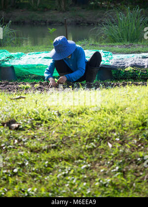 Bauer ist das Einpflanzen von Pflanzgut in Parzellen. Die Front ist grünes Gras. Der Rücken ist ein Teich für den Anbau. Stockfoto