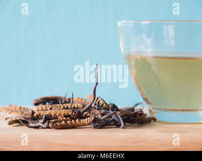 Wählen Sie Fokus der Pilz Cordyceps (CHONG CAO) diese Kräuter. Mit einem Glas Wasser, Wasser aus dem Ophiocordyceps sinensis Hinzufügen extrahieren. Arzneimittel Prop Stockfoto