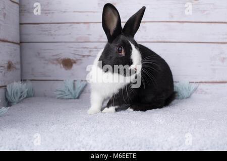 Schöne kleine Hase auf einem Teppich zu Hause Stockfoto