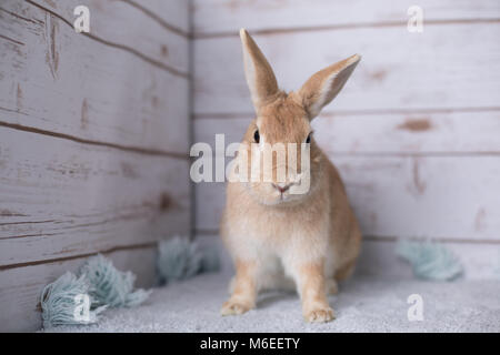 Schöne kleine Hase auf einem Teppich zu Hause Stockfoto