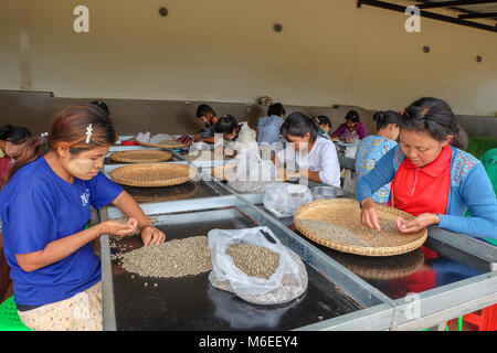 Pyin Oo Lwin, Myanmar - 18. November 2014. Arbeitnehmer bei Kaffee Verarbeitung Fabrik Einstufung Bohnen Stockfoto