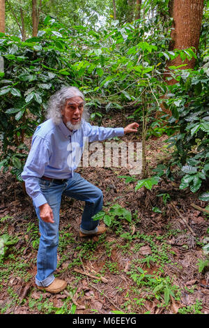 Pyin Oo Lwin, Myanmar - 10. Juni 2017. Coffee Plantation Manager darauf hin mit der gesunden Kaffee Bush Stockfoto