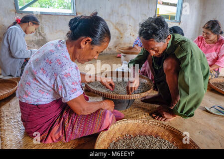 Pyin Oo Lwin, Myanmar - 10. Juni 2017. Birmanen Einstufung Kaffeebohnen im Coffee Factory Stockfoto