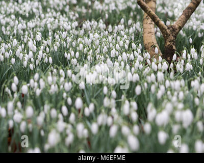 Schneeglöckchen in einem Feld mit einem Baum Stockfoto
