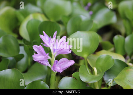 Schön Blüte einer purpurroten liiy Blumen umgeben grüne Blätter Stockfoto