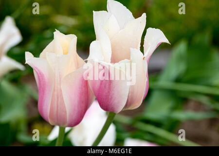 'Blushing Lady' Single Spät Tulip, Sen enkelblommande Tulpan (Tulipa gesneriana) Stockfoto