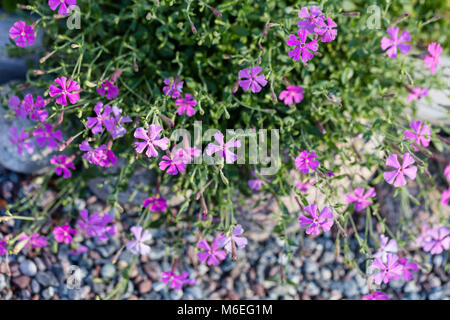 Kriechenden Phlox, Krypflox (Phlox stolonifera) Stockfoto