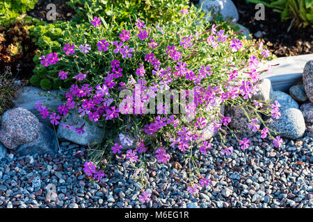 Kriechenden Phlox, Krypflox (Phlox stolonifera) Stockfoto