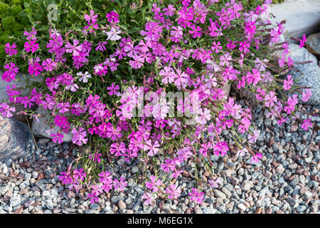 Kriechenden Phlox, Krypflox (Phlox stolonifera) Stockfoto