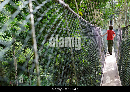 Netter kleiner Junge, der auf einem Baldachin-Spaziergang im Taman Negara Regenwald, Malaysia, läuft Stockfoto