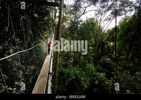 Netter kleiner Junge, der auf einem Baldachin-Spaziergang im Taman Negara Regenwald, Malaysia, läuft Stockfoto