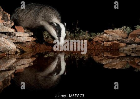 Europäischen Dachs, Trinkwasser und reflektiert, (Meles meles) Stockfoto