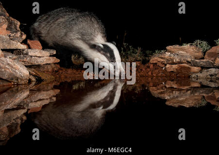 Europäischen Dachs, Trinkwasser und reflektiert, (Meles meles) Stockfoto