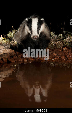 Europäischen Dachs, Trinkwasser und reflektiert, (Meles meles) Stockfoto