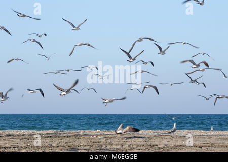 Seagull essen Fische mit unterschiedlichen Hintergründen der Vogel wird interessanter und harmoniert mit den Farben diese Vögel sind native nach Asien im Oman Stockfoto