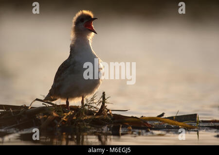 Whiskered Seeschwalbe, Jungen zwitschern im Nest (chlidonias Hybridus) Stockfoto