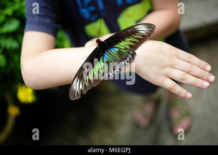 Malaysia, Schmetterling auf Kinderhand Stockfoto