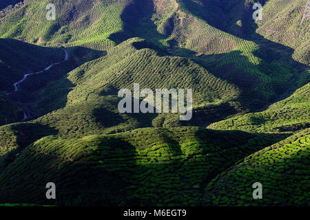 Teeplantage in Cameron Highlands, Malaysia Stockfoto