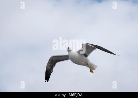 Weniger Schwarz-backed Möwen sind recht häufig entlang der Ufer des westlichen und nördlichen Europa. Stockfoto