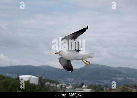 Weniger Schwarz-backed Möwen sind recht häufig entlang der Ufer des westlichen und nördlichen Europa. Stockfoto