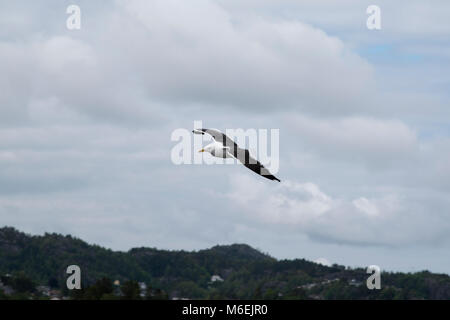 Weniger Schwarz-backed Möwen sind recht häufig entlang der Ufer des westlichen und nördlichen Europa. Stockfoto