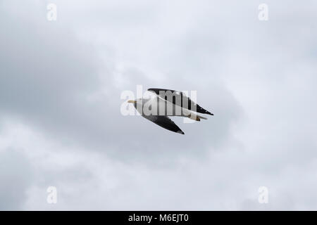 Weniger Schwarz-backed Möwen sind recht häufig entlang der Ufer des westlichen und nördlichen Europa. Stockfoto