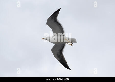 Weniger Schwarz-backed Möwen sind recht häufig entlang der Ufer des westlichen und nördlichen Europa. Stockfoto