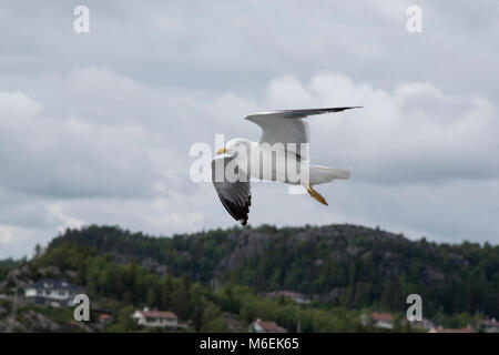 Weniger Schwarz-backed Möwen sind recht häufig entlang der Ufer des westlichen und nördlichen Europa. Stockfoto