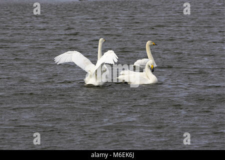 Singschwan Cygnus cygnus Ouse wäscht Wildvogel und Feuchtgebiete Vertrauen Naturschutzgebiet Welney Norfolk, England Stockfoto