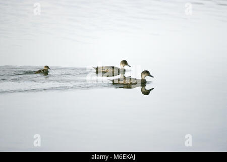 Grau teal Anas (v. griech. Paar mit entlein Neuseeland Stockfoto