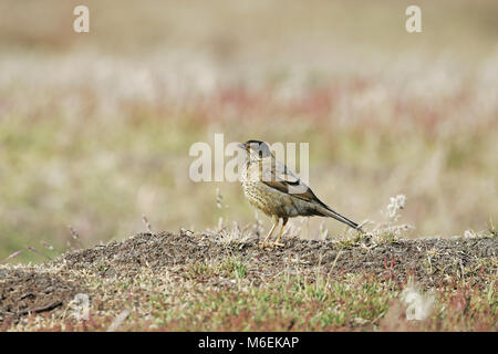 Austral thrush Turdus falcklandii falcklandii juvenile Falkland Inseln Stockfoto