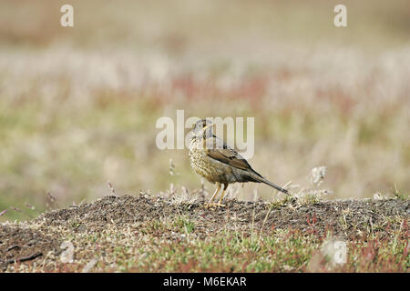 Austral thrush Turdus falcklandii falcklandii juvenile Falkland Inseln Stockfoto