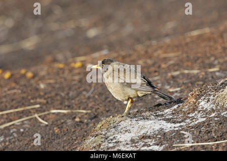 Austral thrush Turdus falcklandii falcklandii erwachsenen männlichen Falkland Inseln Stockfoto