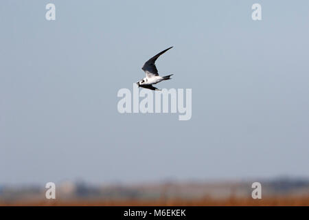 Schwarze seeschwalbe Chlidonias niger über marschland Cheyenne Bottoms Wildlife Area Kansas USA fliegen Stockfoto