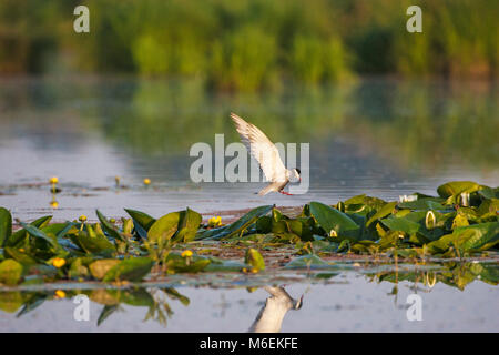 Whiskered tern Chlidonias hybridus Auf nest Website unter Wasser zu landen - Lilien in der Nähe von Nationalpark Kiskunsag Tiszaalpar Südliche Tiefebene Hu Stockfoto