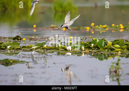 Whiskered tern Chlidonias hybridus auf Nest siite zu landen im Marschland Pool in der Nähe von Nationalpark Kiskunsag Tiszaalpar Südliche Tiefebene Hung Stockfoto