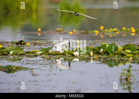 Whiskered tern Chlidonias hybridus auf Nest siite zu landen im Marschland Pool in der Nähe von Nationalpark Kiskunsag Tiszaalpar Südliche Tiefebene Hung Stockfoto