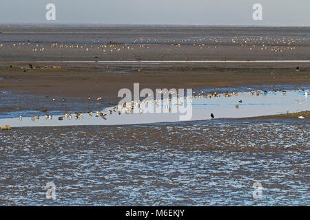 Gemeinsame teal Anas crecca Gruppe am Rand von Wasser Kanal und Gezeiten Schlamm Udale Bay RSPB Reservat Black Isle Ross und Cromarty Schottland Großbritannien Oktober 2016 Stockfoto