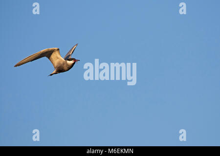 Whiskered tern Chlidonias hybridus im Flug in der Nähe von Nationalpark Kiskunsag Tiszaalpar Ungarn Mai 2017 Stockfoto