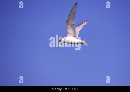 Zwergseeschwalbe Sterna albifrons im Flug Stockfoto