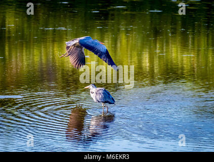 Krane fliegt über den Teich Hithadhu, Malediven Stockfoto