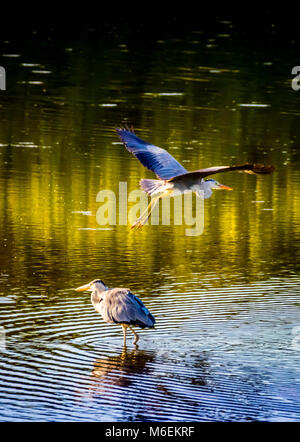 Krane fliegt über den Teich Hithadhu, Malediven Stockfoto